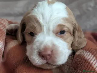 Sprocker dogs Last 2 Sprocker puppies ready end of may - Advert 2