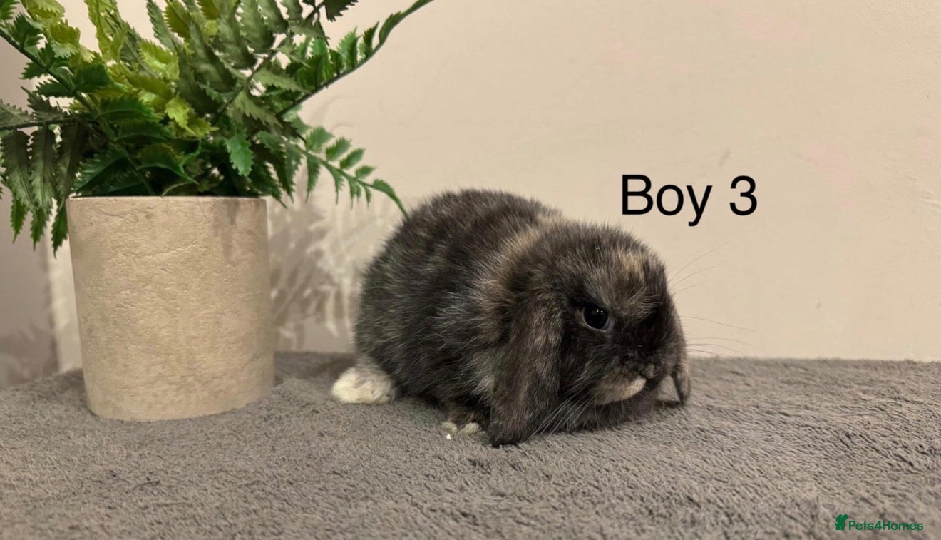 Mini Lop rabbits Stunning Mini Lops, Ready To Reserved🐰✨ - Advert 2
