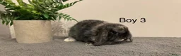 Mini Lop rabbits for sale: Stunning Mini Lops, Ready To Reserved🐰✨ - Advert 3