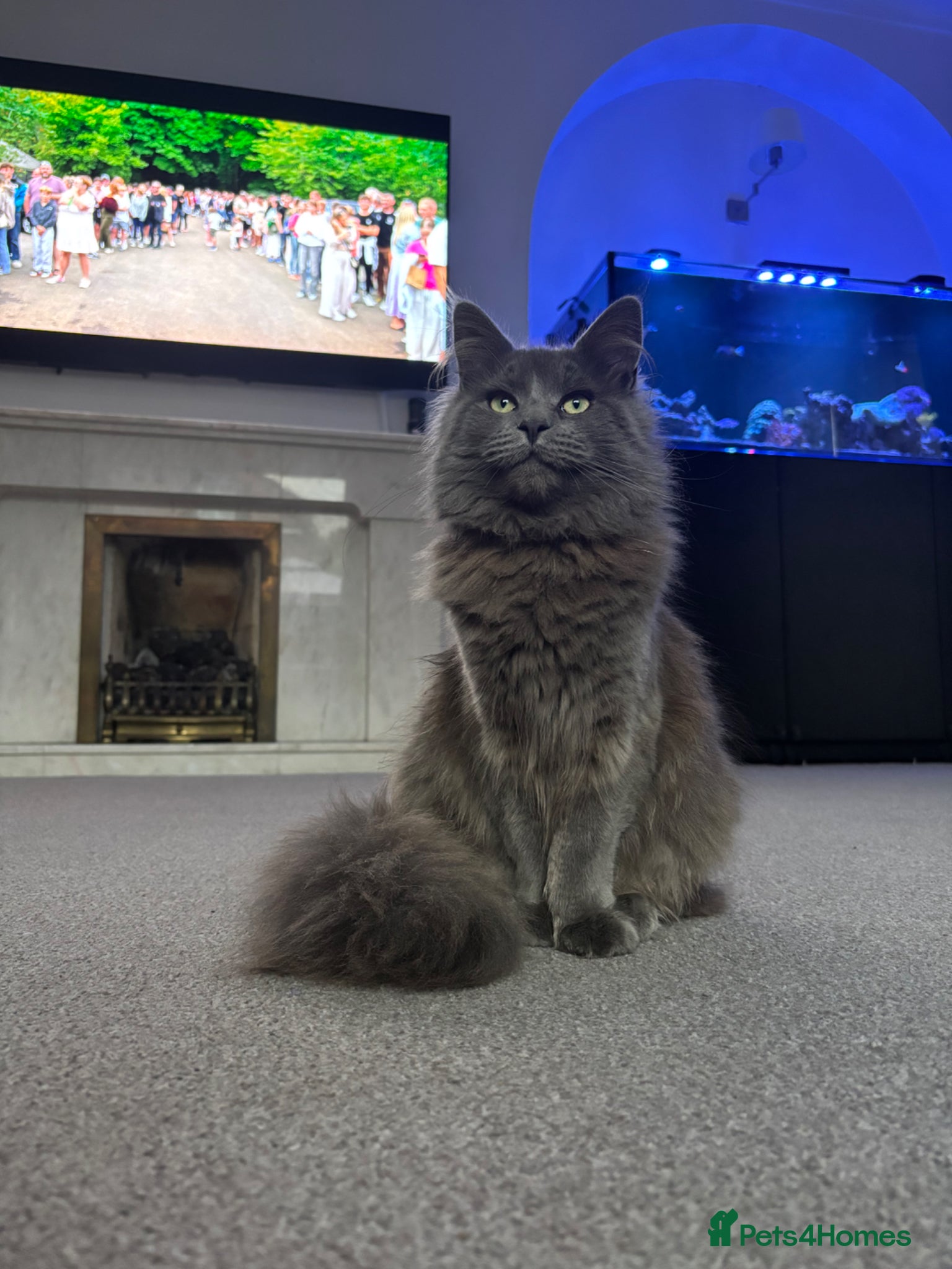 Ragdoll cats Ragdoll maincoon cross - Advert 11