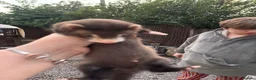 Ferret rodents for sale: Ferret kits  - Advert 4