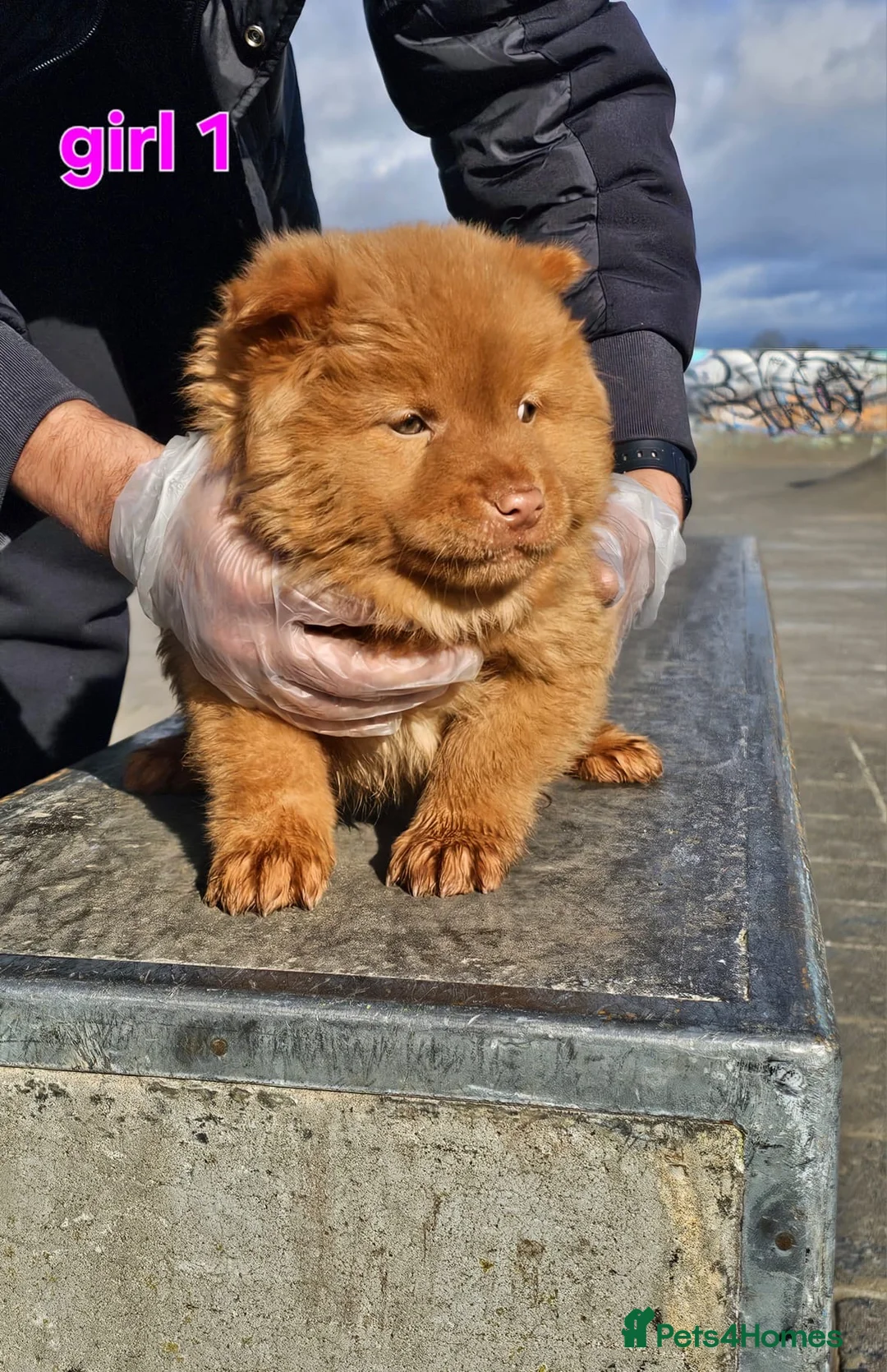 Chow Chow dogs for sale: Cantonese chow chow in Birmingham - Advert 11