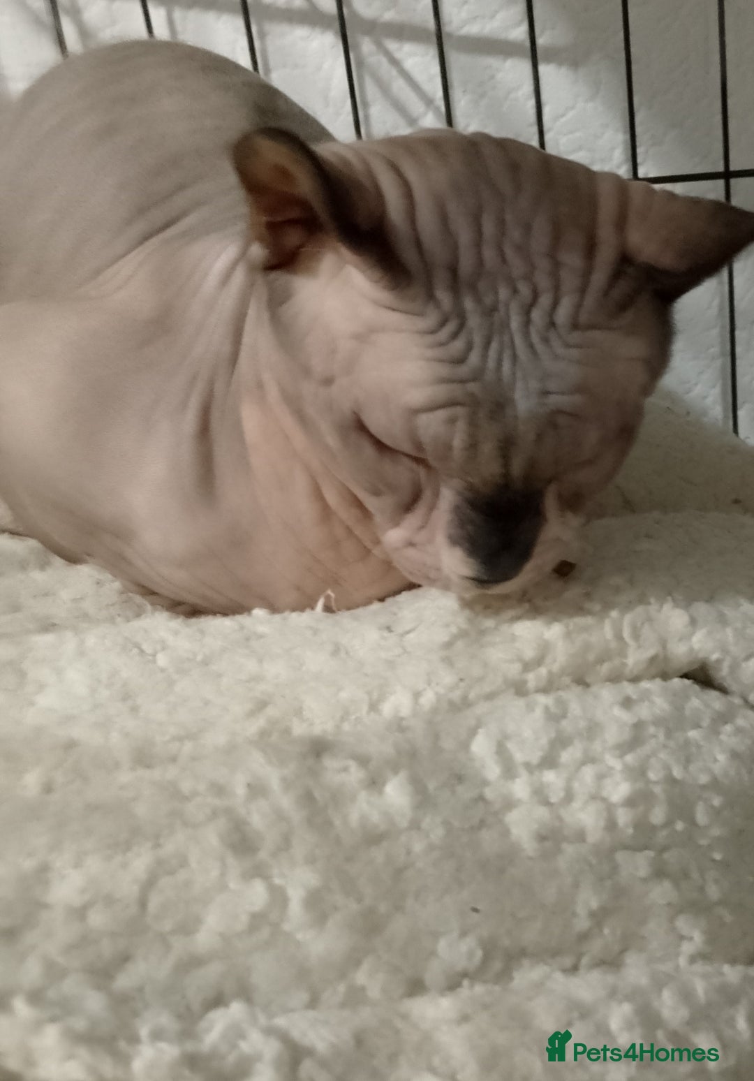 Sphynx cats for sale: Stunning 8 month old Elf Sphynx for sale - Advert 6