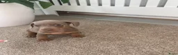 Miniature Dachshund dogs for sale: Beautiful miniature dachshunds puppies  - Advert 16