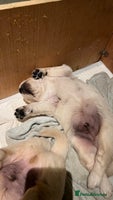 Golden Retriever dogs - Advert 6