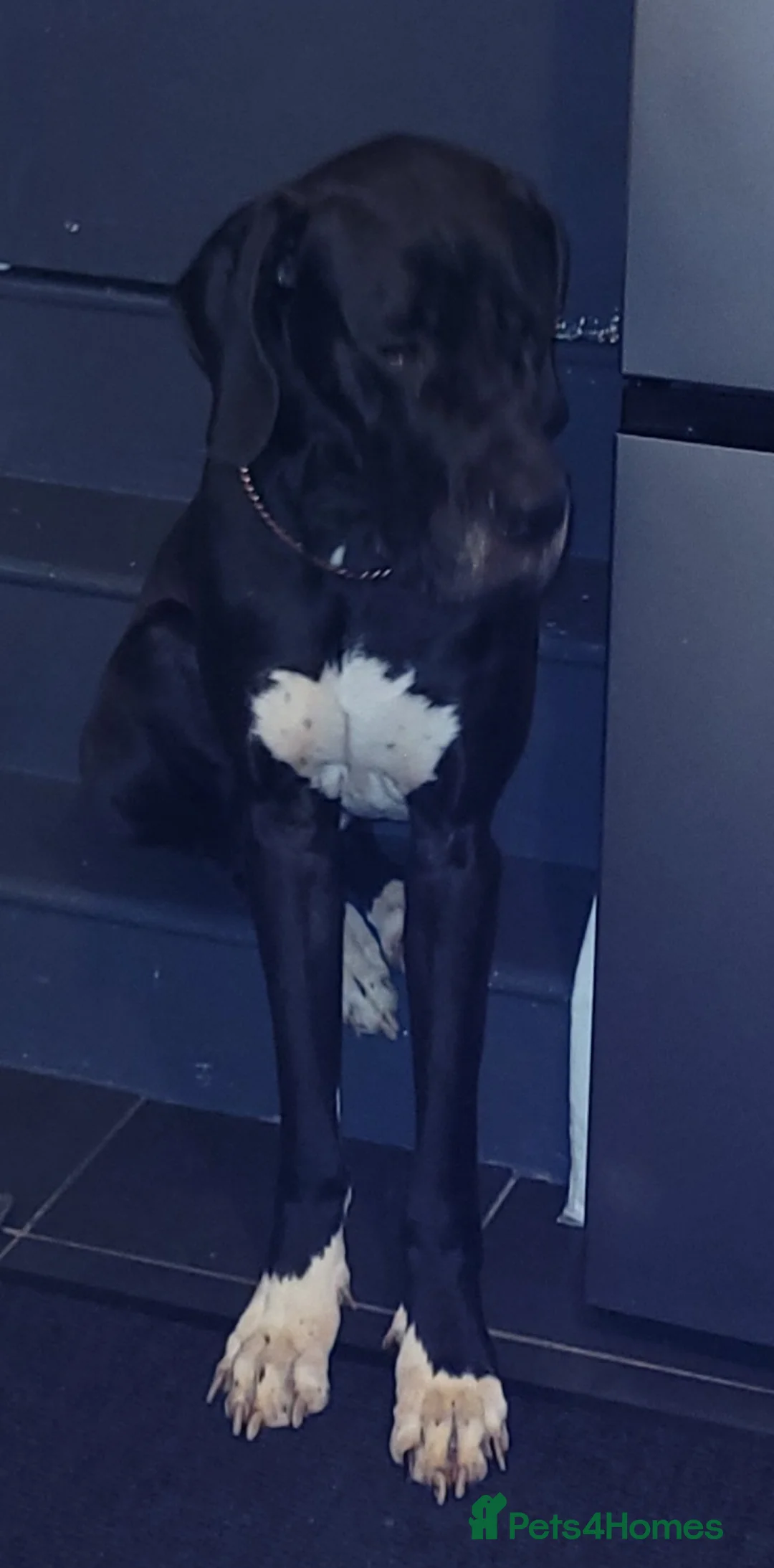 Great Dane dogs for sale: Dolcy - Advert 7