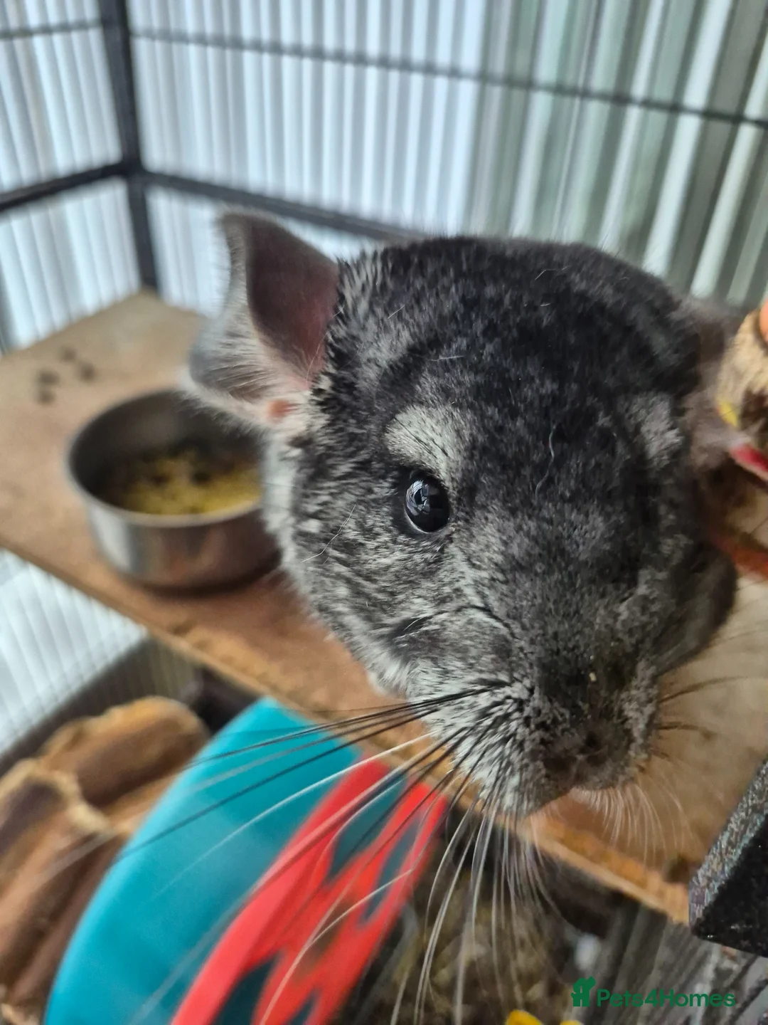 Chinchilla rodents for sale: Gucci chinchilla  in Bilston - Advert 2