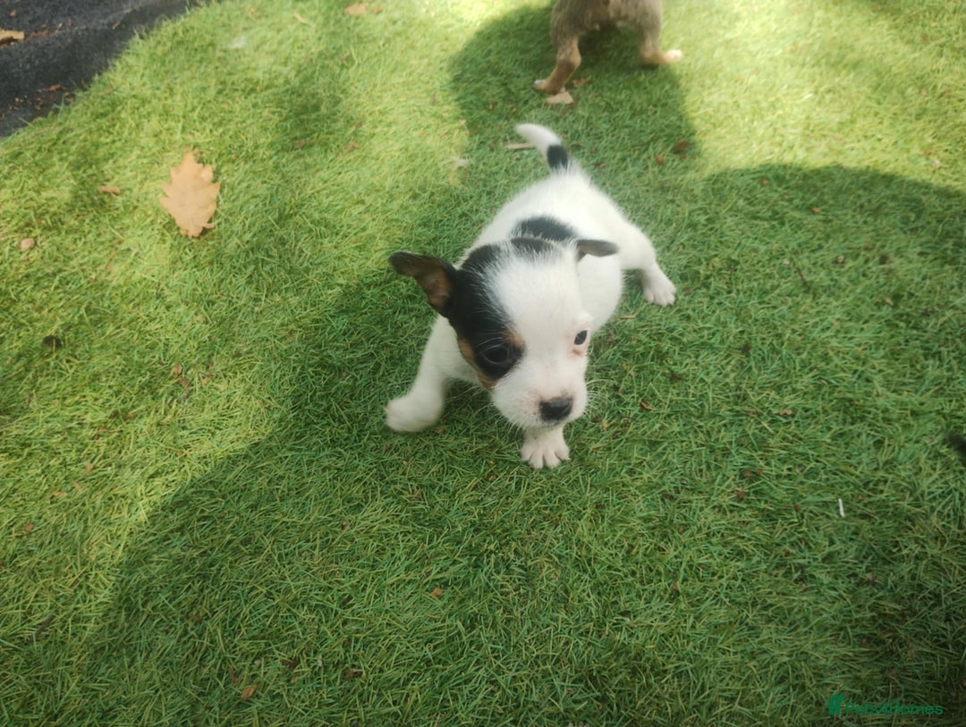 Jack Russell dogs for sale: Tradisional Jack russles  - Image 12