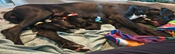 Great Dane dogs for sale: Great Dane Puppies in Londonderry - Advert 15