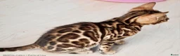 Bengal cats for sale: Beautiful Bengal kitten - Advert 4