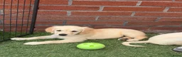 Golden Retriever dogs for sale: Kc reg golden retriever puppies  - Advert 18