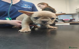 French Bulldog dogs for sale: 🐾Rare NewShade L4 French Bulldogs kC registered🐾 - Image 8