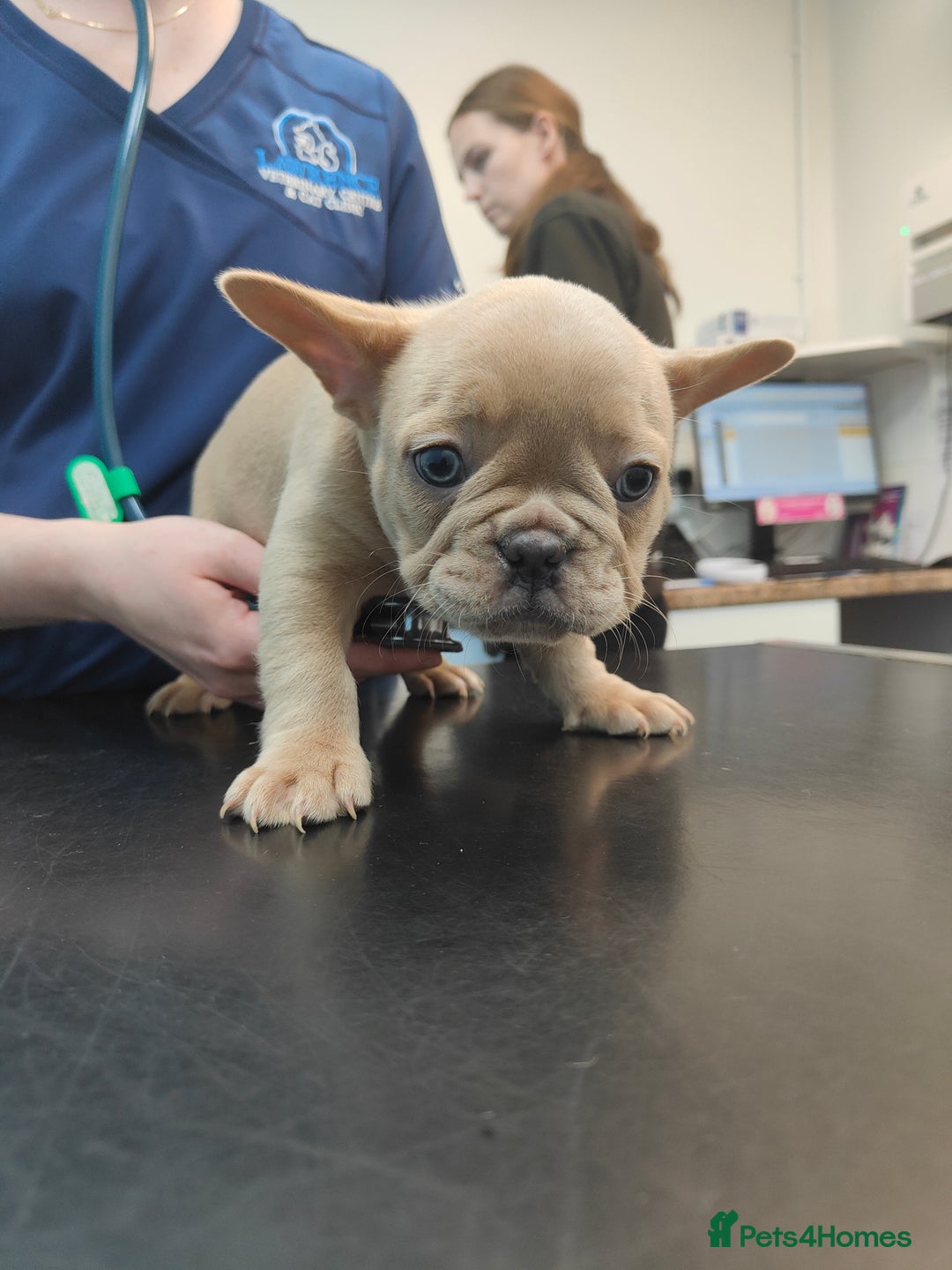 French Bulldog dogs for sale: 🐾Rare NewShade L4 French Bulldogs kC registered🐾 - Image 8