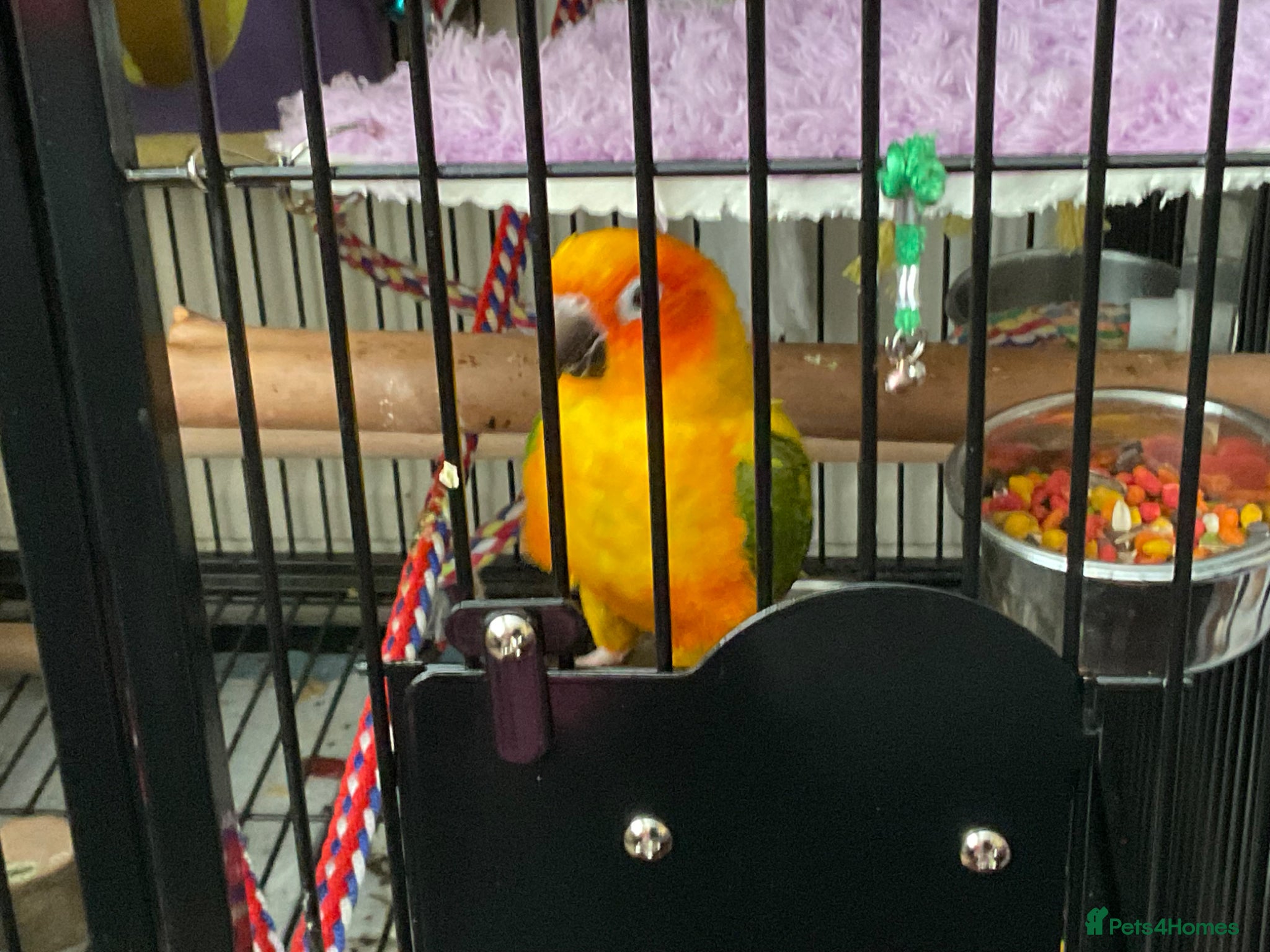 Conures birds Sun conure - Advert 2