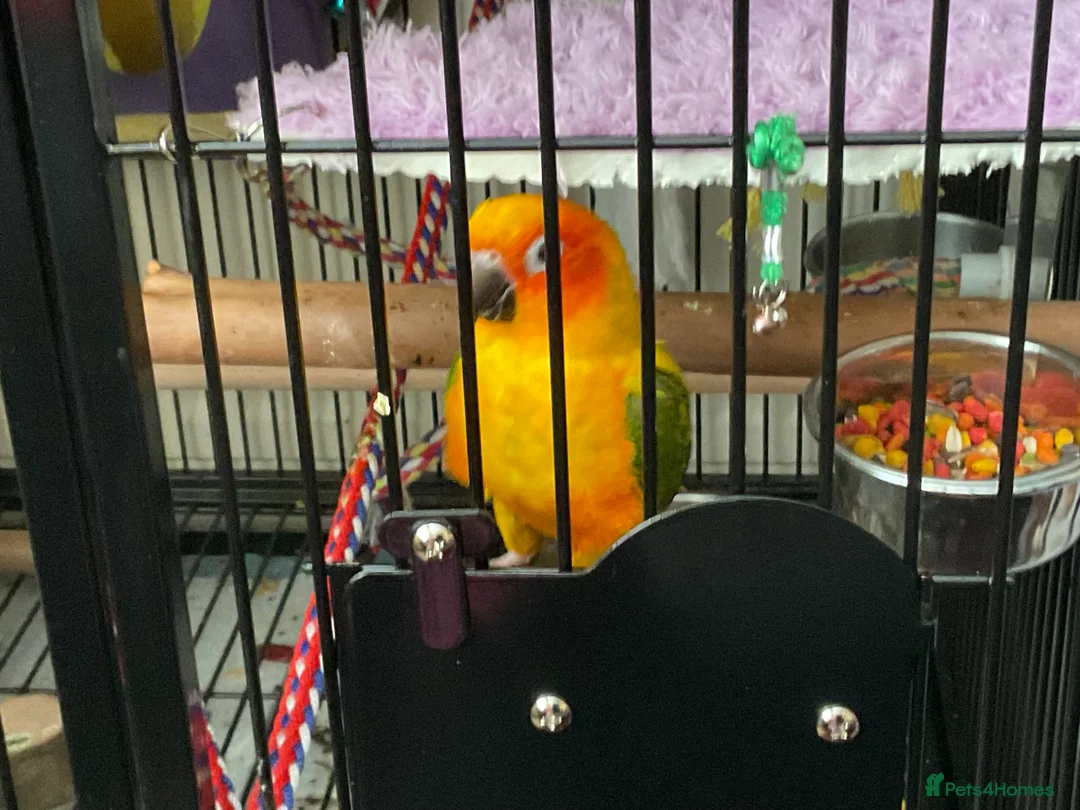 Conures birds for sale: Sun conure - Advert 2