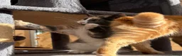 Maine Coon cats for sale: TORTOISESHELL MAINE COON X KITTENS - Advert 22