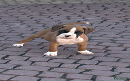 Boxer dogs for sale: Boxer pups  - Image 16