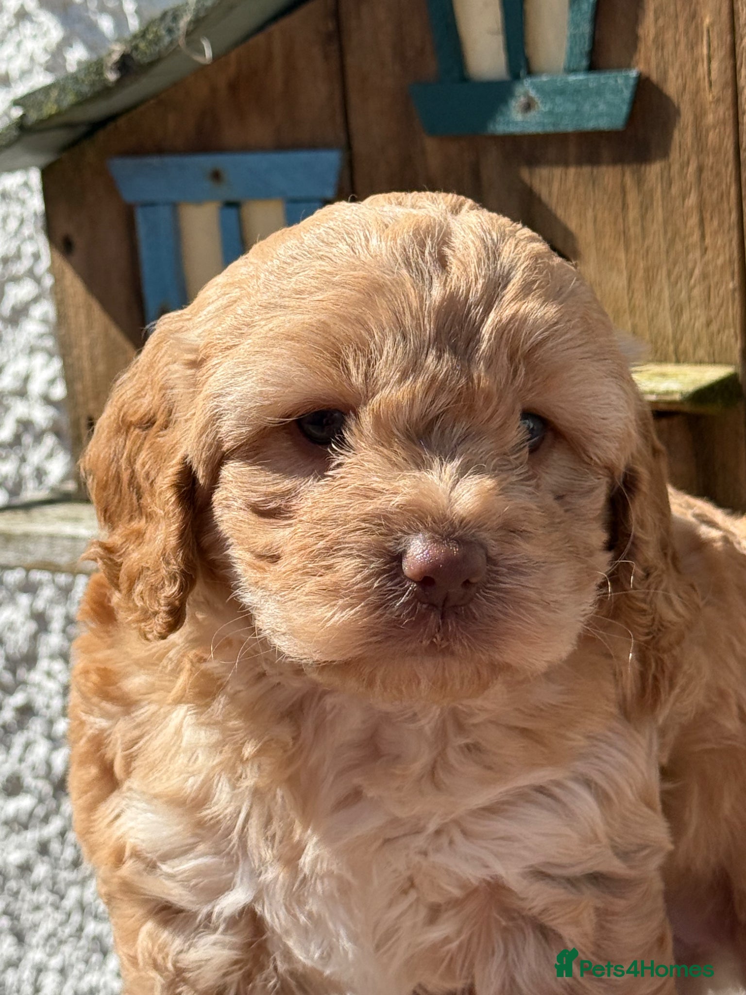 Cockapoo dogs Stunning F1 Cockapoos - Advert 6