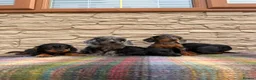 Doxiepoo dogs for sale: Beautiful doxiepoos (council licensed breeder) - Advert 4
