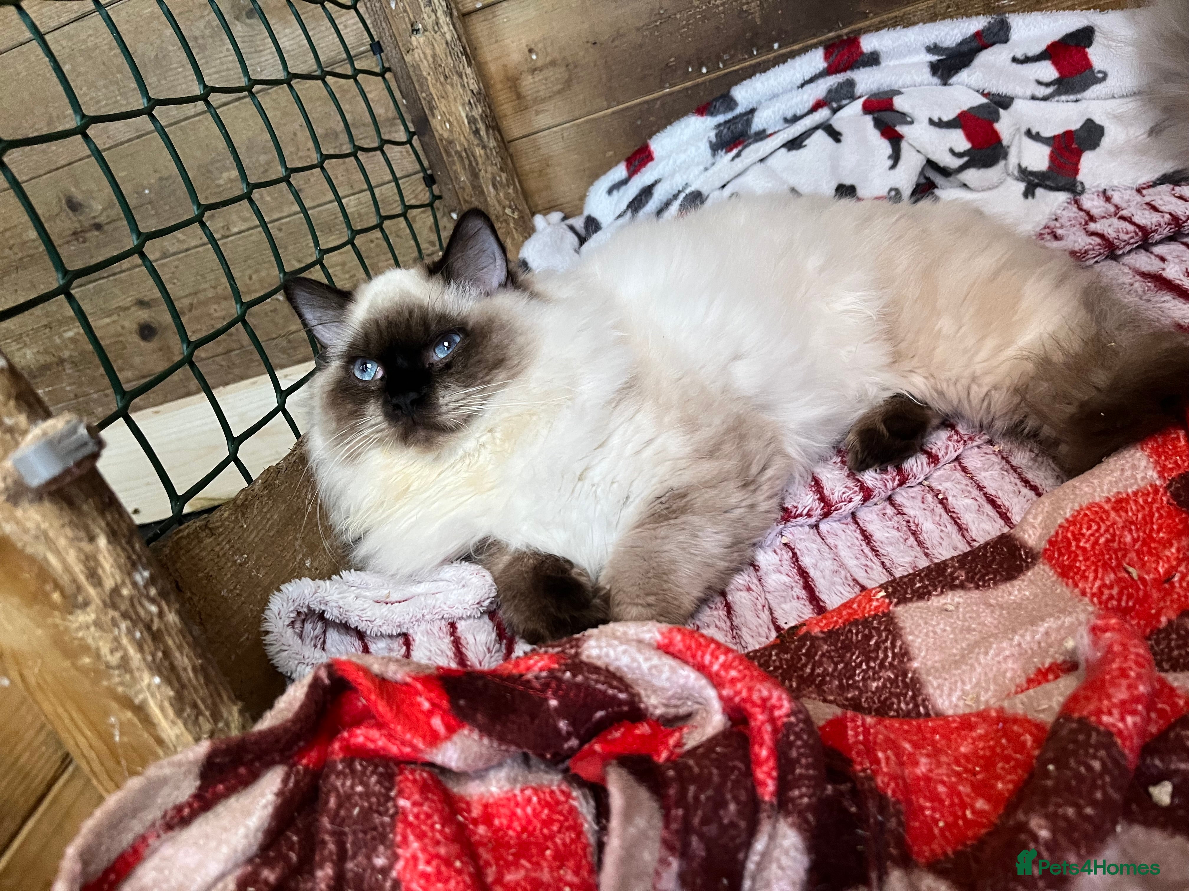 Ragdoll cats Female ragdoll available now  - Advert 9