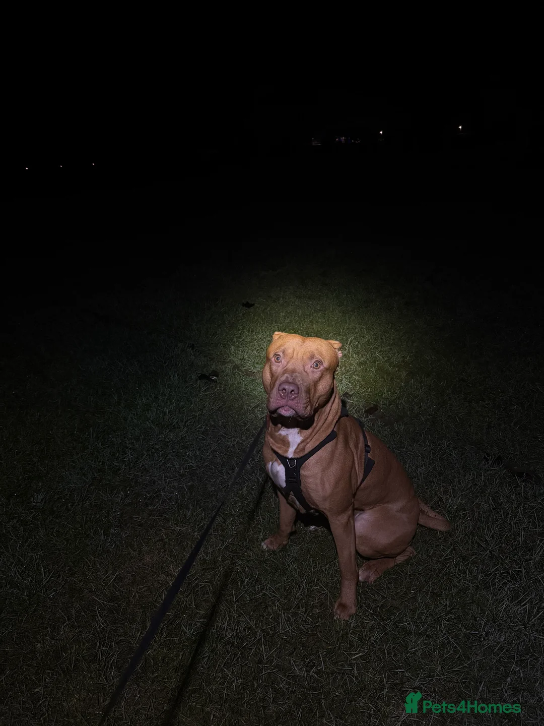 Mixed Breed dogs for adoption: Beautiful bully mix boy for adoption - Advert 4