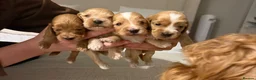 Cockapoo dogs for sale: F1B cockapoo puppies in Rugby - Advert 9