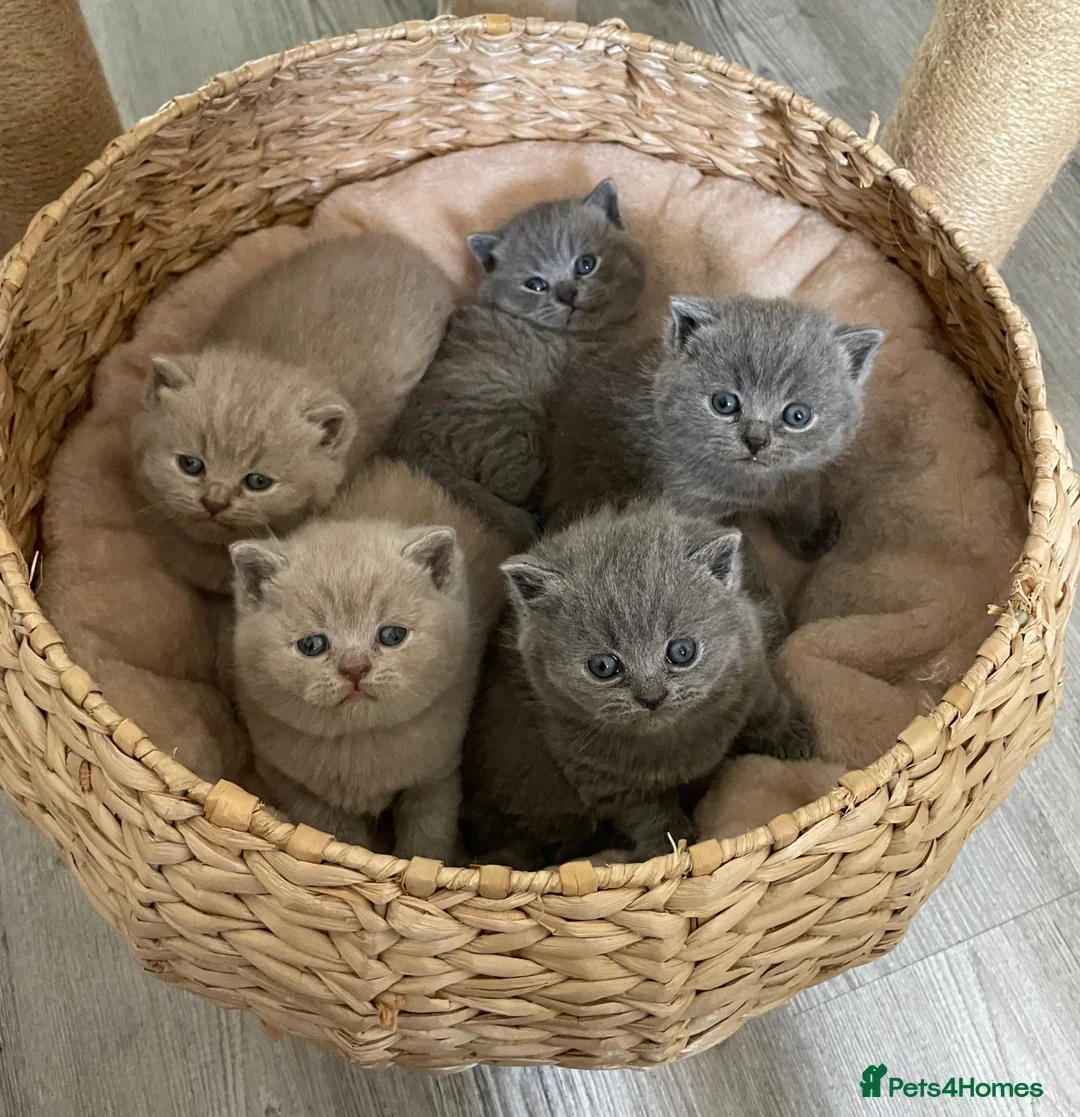 British Shorthair cats for sale: Adorable pedigree  Bsh babies - Advert 1