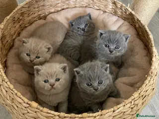 British Shorthair cats for sale: Adorable pedigree Bsh babies - Advert 1
