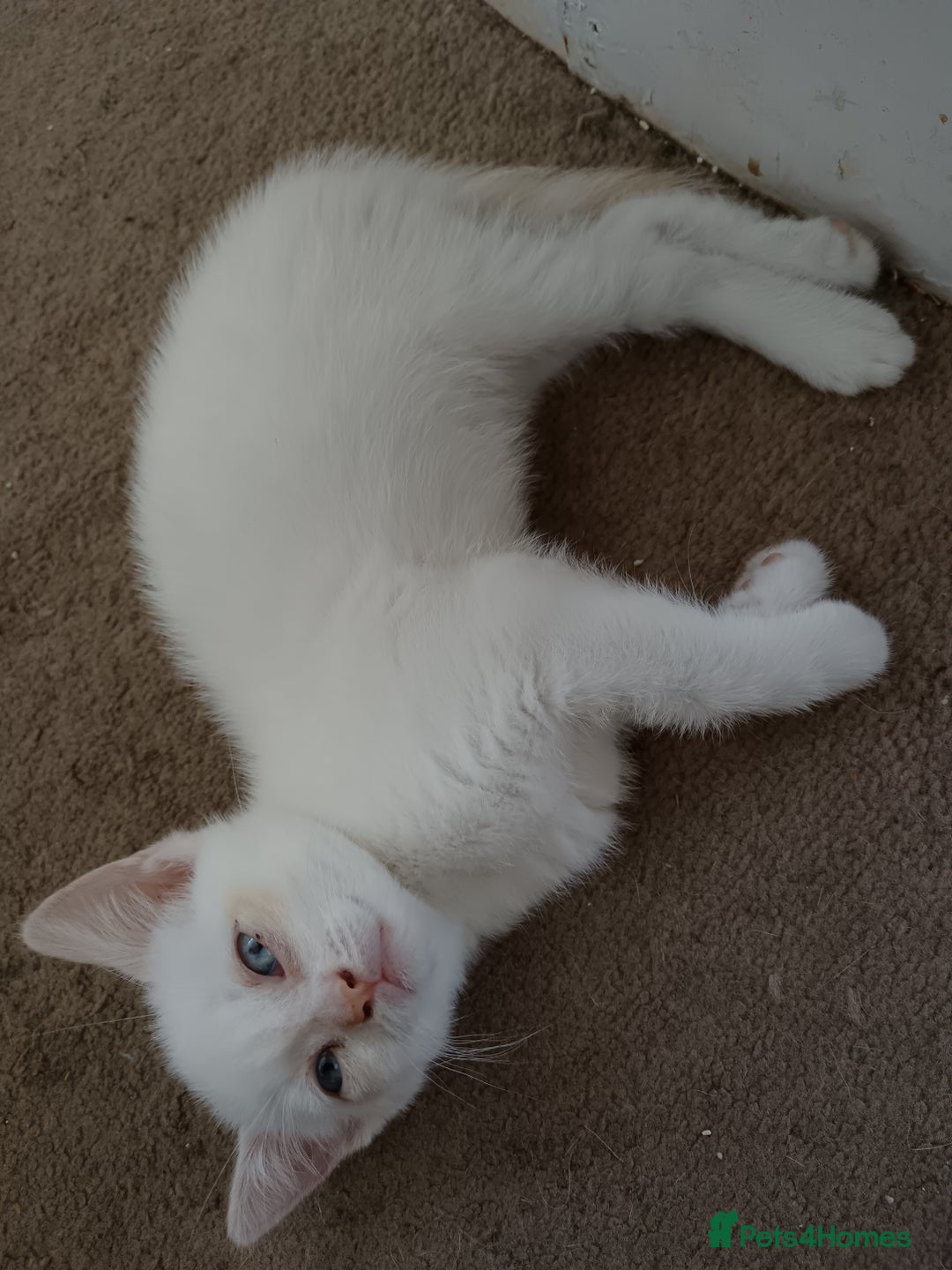 Domestic Shorthair cats for sale: 3 beautiful kittens - Image 23