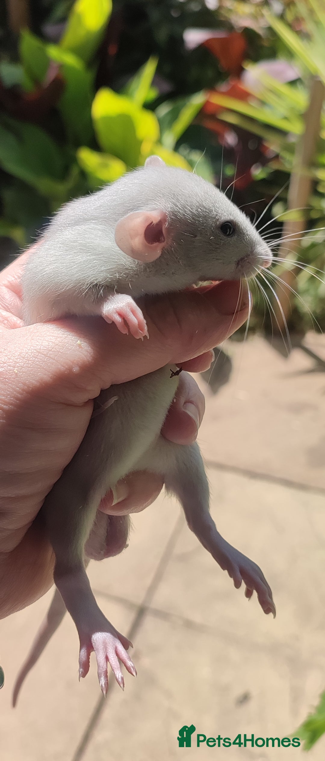 Rat rodents for sale: Black and blue Dumbo rats  - Image 5