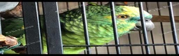 Parrots birds for sale: Stunning 4-Year-Old Blue-Fronted Amazon  in Redruth - Advert 2