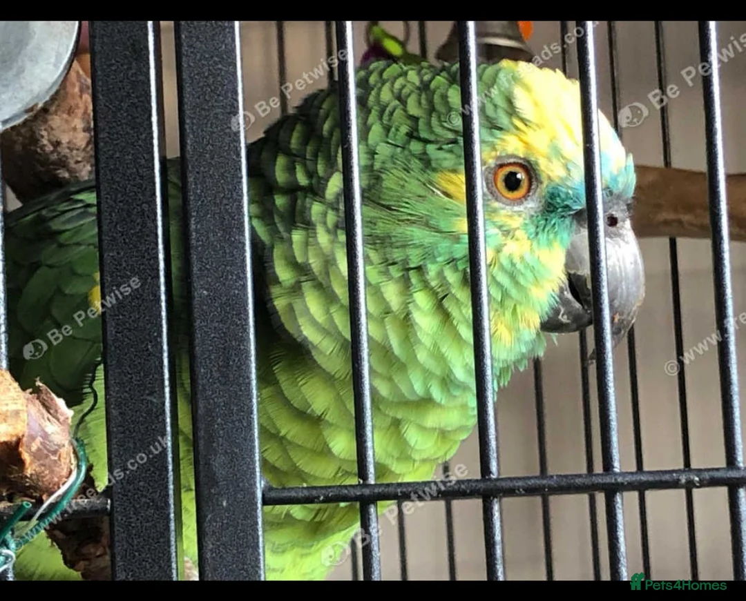 Parrots birds for sale: Stunning 4-Year-Old Blue-Fronted Amazon  in Redruth - Advert 2