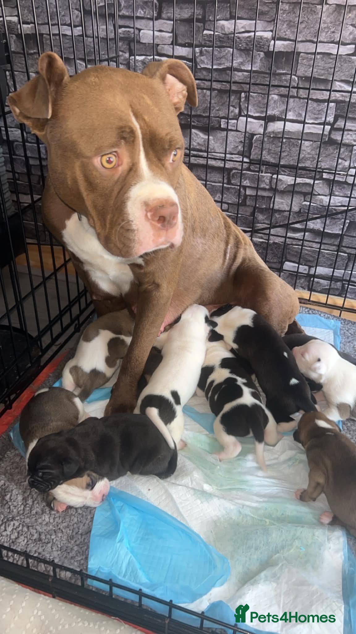 Mixed Breed dogs American bulldog X staffy pups  - Advert 2