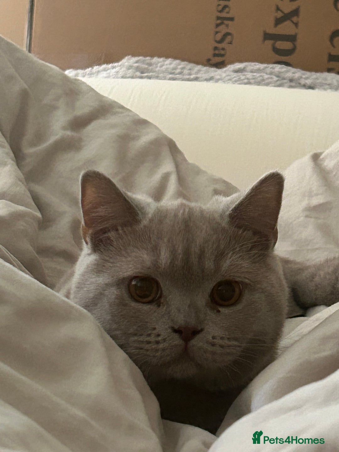 Maine Coon cats for sale: Maine Coone rehoming - Advert 4