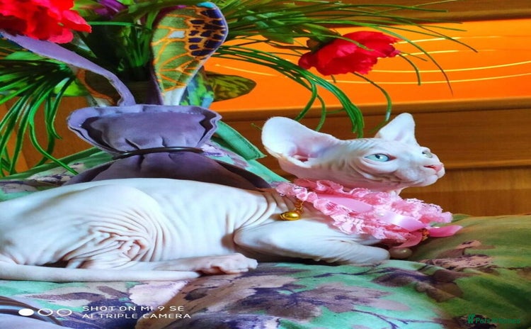 Sphynx cats - Advert 3