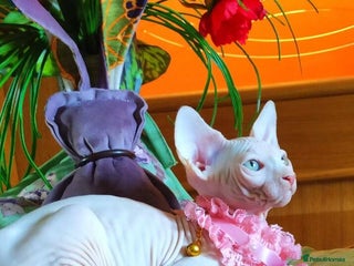 Sphynx cats - Advert 16