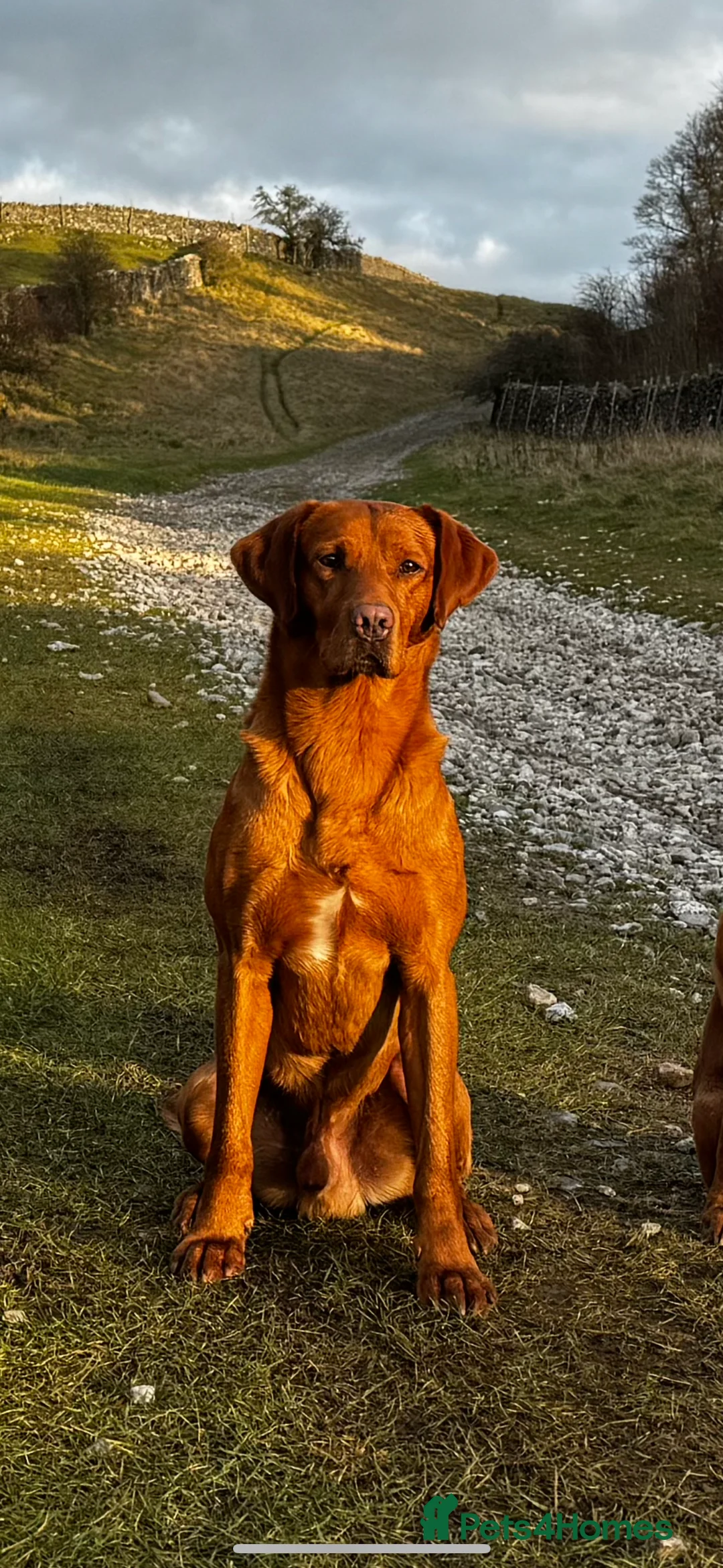 Labrador Retriever dogs for stud: 🔸DARK RED WORKING STUD KC & FULLY HEALTH TESTED🔸 in Hawes - Advert 11