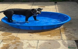 Mixed Breed dogs for sale: Bulldog x Staffie for rehoming.  - Image 2