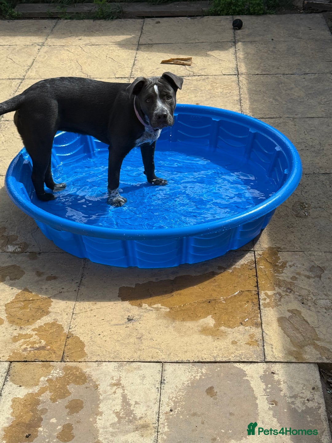 Mixed Breed dogs for sale: Bulldog x Staffie for rehoming.  - Image 2