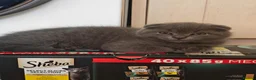 Scottish Fold cats for sale: Scottish fold kittens - Advert 8