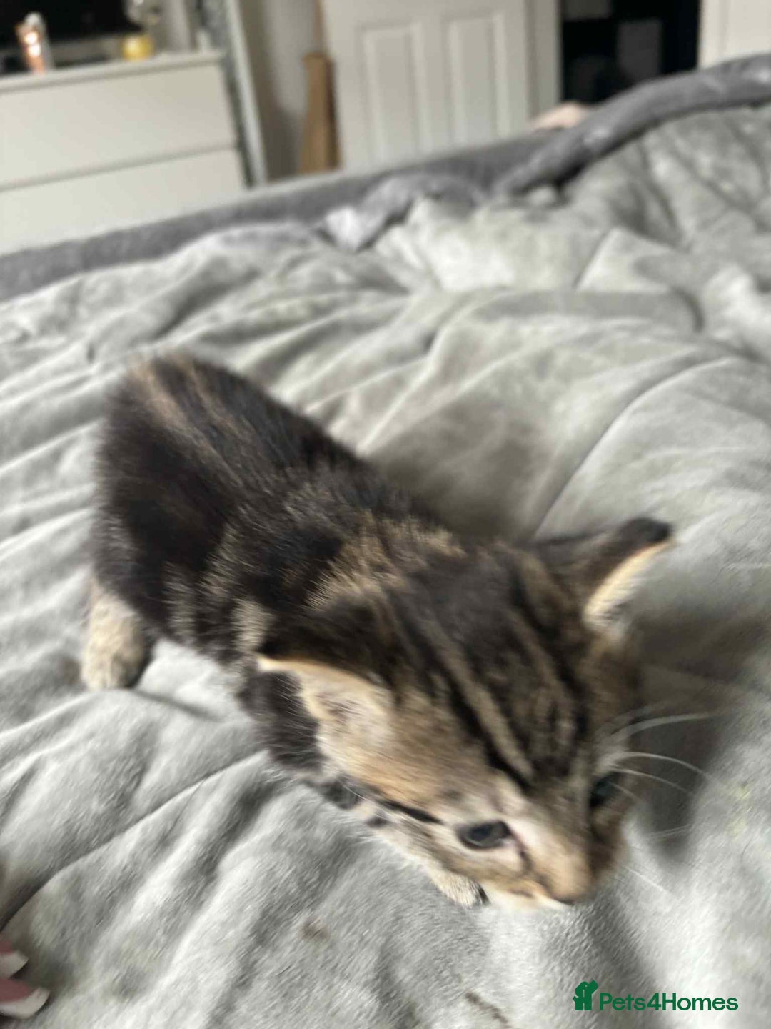 Mixed Breed cats for sale: Mixed breed cats  - Image 6