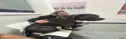 Cane Corso dogs for sale: Kane 2.5 year old Cane Corso  in Clacton-on-Sea - Advert 18
