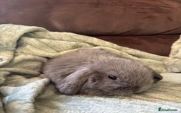 Mini Lop rabbits for sale: Adorable Mini Lop Babies for Sale - Advert 4