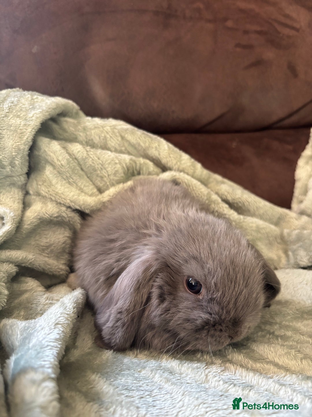 Mini Lop rabbits for sale: Adorable Mini Lop Babies for Sale - Advert 4