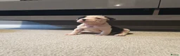 Mixed Breed dogs for sale: American bull cross old tyme  in Skegness - Advert 6