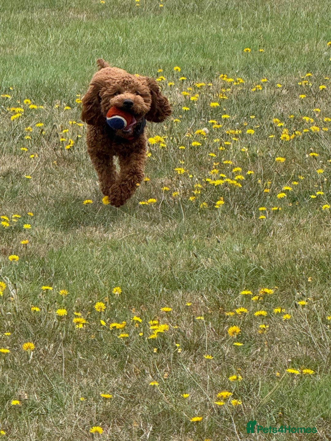 Cavapoo dogs for stud: Otis the red Cavapoo - Advert 3