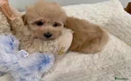 Maltipoo dogs for sale: 7, F1,  From fully DNA & HEALTH CLEAR BOTH PARENTS - Image 10