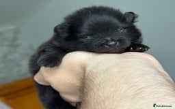Pomeranian dogs for sale: Four adorable fluffy Pomeranian puppie - Image 8