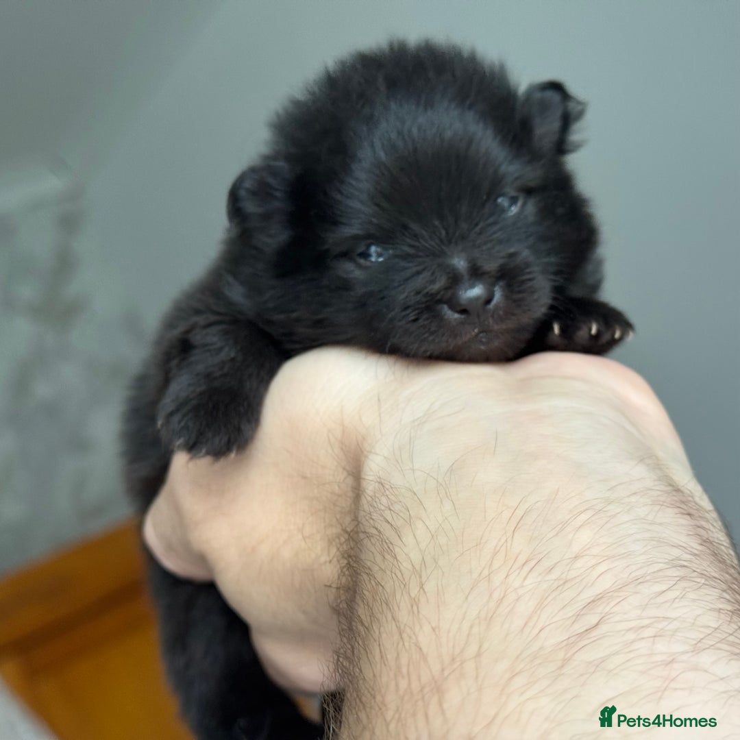 Pomeranian dogs for sale: Four adorable fluffy Pomeranian puppie - Image 8