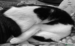 Mixed Breed cats for sale: Bellini & Martini - Image 20